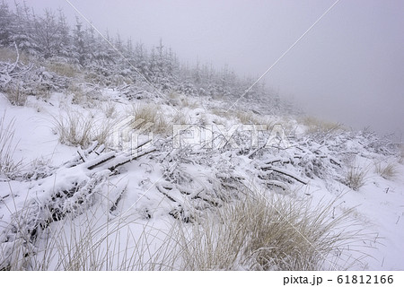 Forest grass covered with fresh snow Forest grass covered with fresh snow 61812166