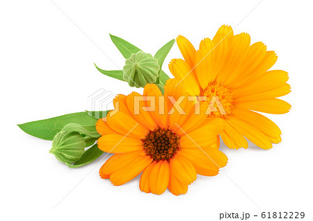 Calendula. Marigold flower with leaves isolated on white background 61812229