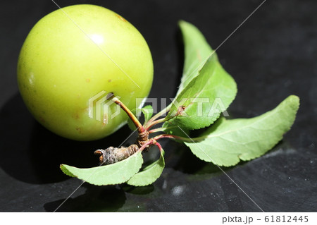 a green plum over black background 61812445