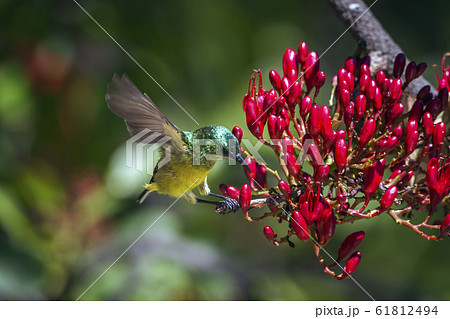 Collared Sunbird in Kruger National park, South Collared Sunbird in Kruger National park, South 61812494