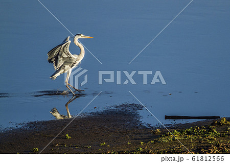 Grey Heron in Kruger National park, South Africa Grey Heron in Kruger National park, South Africa 61812566