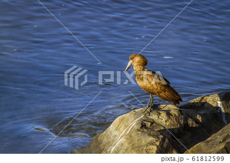 Hamerkop in Kruger National park, South Africa Hamerkop in Kruger National park, South Africa 61812599