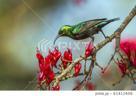 Mariqua Sunbird in Kruger National park, South Mariqua Sunbird in Kruger National park, South 61812606