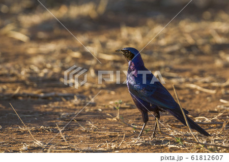 Meves Glossy Starling in Kruger National park, 61812607