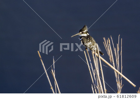 Pied kingfisher in Kruger National park, South Pied kingfisher in Kruger National park, South 61812609