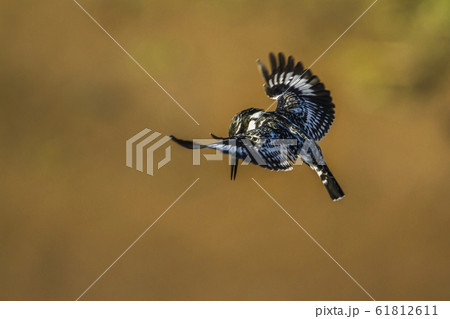 Pied kingfisher in Kruger National park, South Pied kingfisher in Kruger National park, South 61812611
