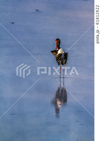 Saddle billed stork in Kruger National park, South Saddle billed stork in Kruger National park, South 61812622