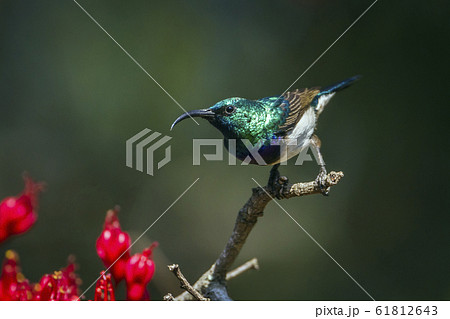 White breasted Sunbird in Kruger National park, White breasted Sunbird in Kruger National park, 61812643