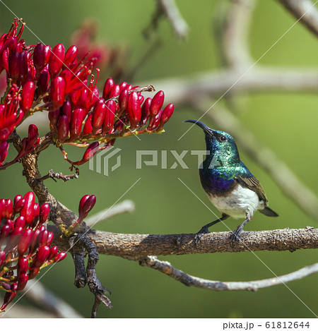 White breasted Sunbird in Kruger National park, White breasted Sunbird in Kruger National park, 61812644