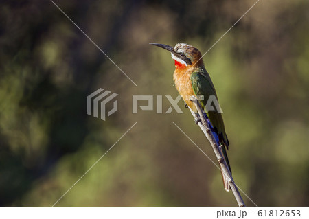 White fronted Bee eater in Kruger National park, White fronted Bee eater in Kruger National park, 61812653
