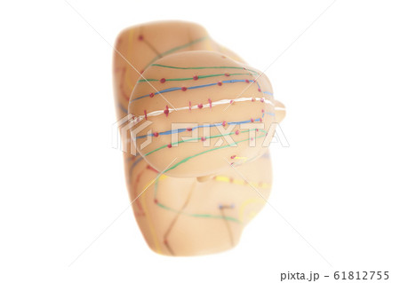 Medical acupuncture model of human Medical acupuncture model of human 61812755