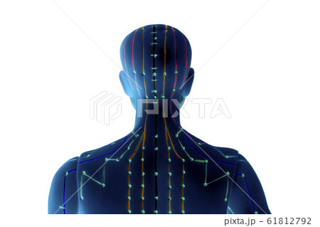 Medical acupuncture model of human on white 61812792