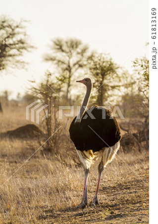 African Ostrich in Kruger National park, South African Ostrich in Kruger National park, South 61813169