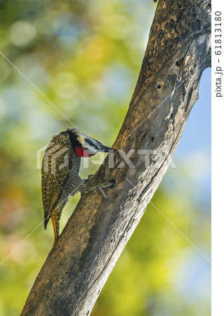 Bearded Woodpecker in Kruger National park, South Bearded Woodpecker in Kruger National park, South 61813180