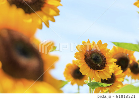 ひまわり・夏 61813521