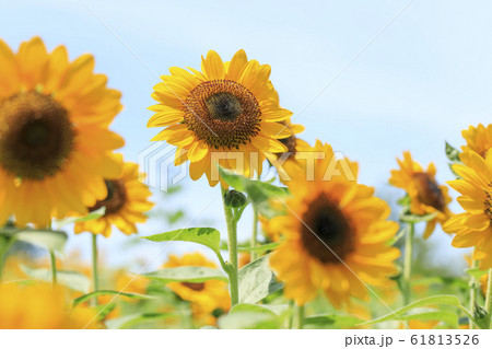 ひまわり・夏 61813526