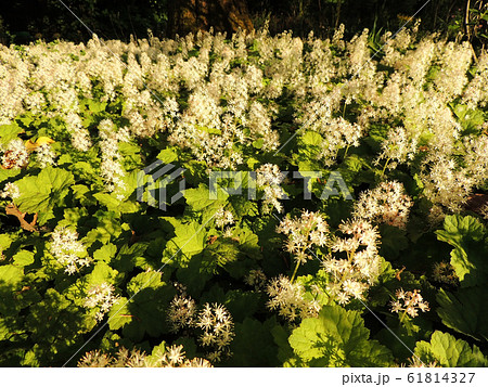Coolwort or foam flower during flowering Coolwort or foam flower during flowering 61814327