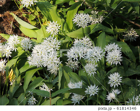 Ramson or wild leek during flowering 61814346