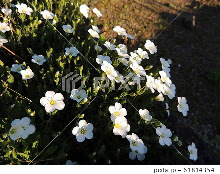 Mountain sandwort bush during flowering Mountain sandwort bush during flowering 61814354