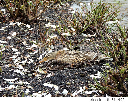 Mallard duck, Anas platyrhynchos, hatches eggs in 61814405