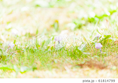 山野草 61814799