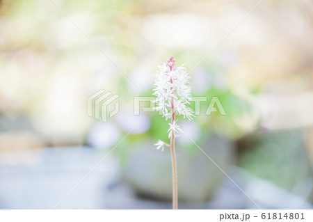 山野草 山野草 61814801