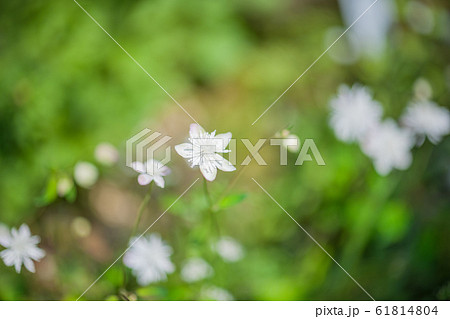 山野草 山野草 61814804