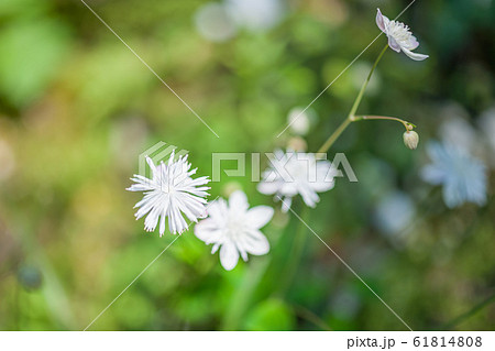 山野草 山野草 61814808