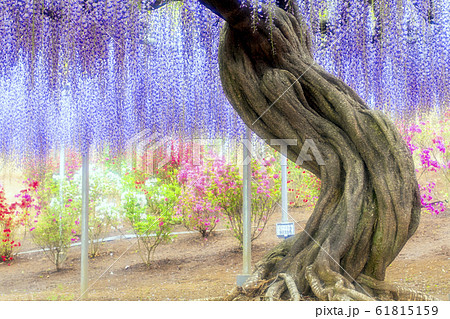 曲線のふじ 61815159