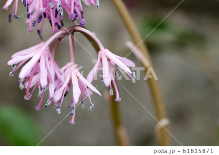 猩々袴　ショウジョウバカマ （学名 Heloniopsis orientalis）  61815871