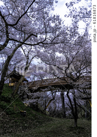 高遠城址公園の桜 61816873