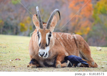 ローンアンテロープ 61818573