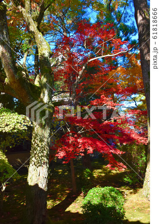 珠姫の寺 天徳院　紅葉　金沢市 61818666