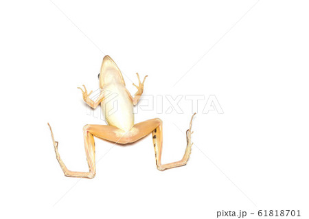 Frogs die. A beautiful common green water frog. Frogs die. A beautiful common green water frog. 61818701