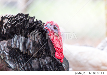 turkey on a natural background. 61818911