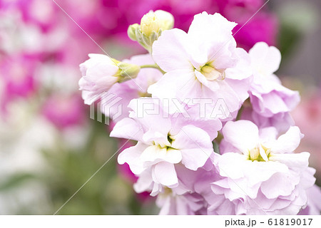 ストック 61819017