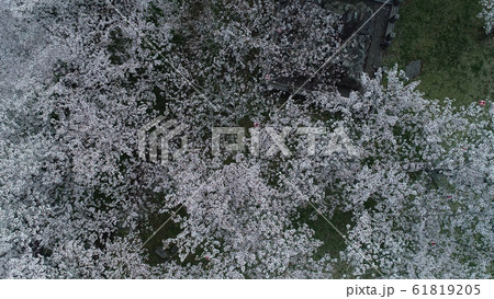 大洲城の桜空撮、桜に囲まれて 61819205