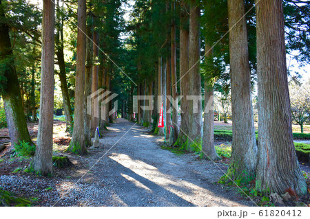 立山寺 参道 栂の並木 立山寺 参道 栂の並木 61820412