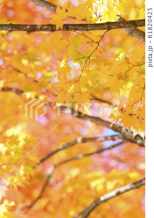 綺麗な紅葉 綺麗な紅葉 61820425