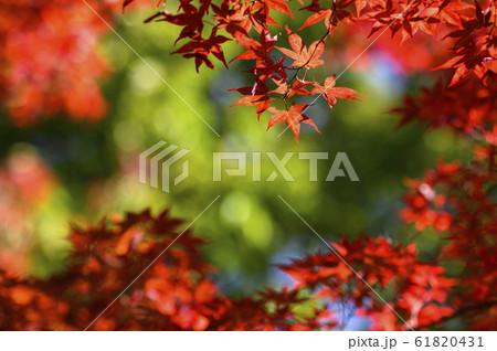 紅葉を見上げる(グリーンバック) 紅葉を見上げる(グリーンバック) 61820431