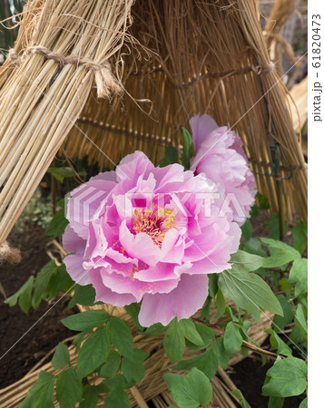 冬ぼたん 冬ぼたん 61820473