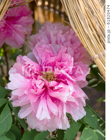 冬ぼたん 冬ぼたん 61820474