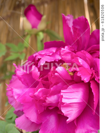 冬ぼたん 61820506