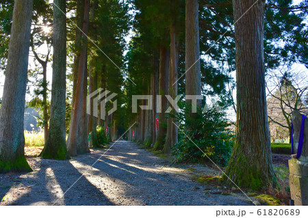 立山寺　参道　トガ並木 61820689