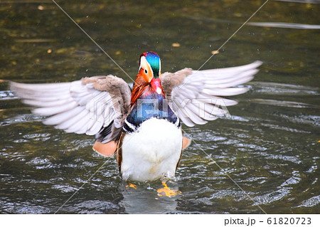 オシドリ オシドリ 61820723