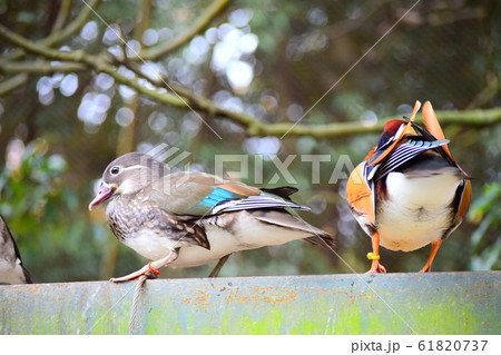 クビワコガモ 61820737