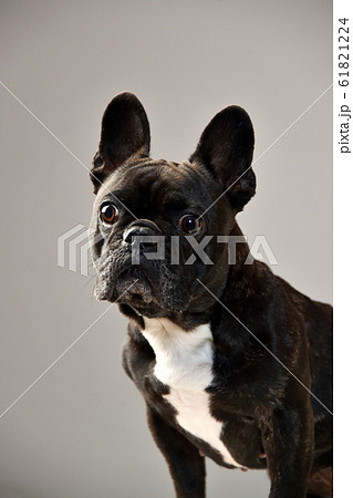 フレンチブルドッグのシンプルポートレート 61821224
