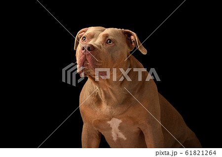 ピットブル 61821264