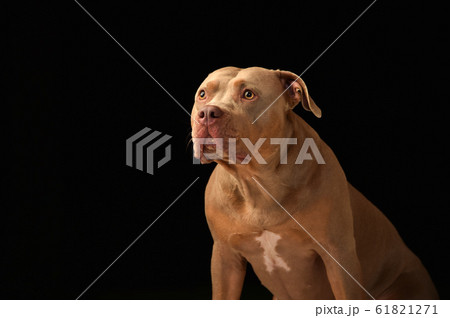 ピットブル ピットブル 61821271