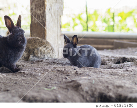 親子のうさぎ 親子のうさぎ 61821300